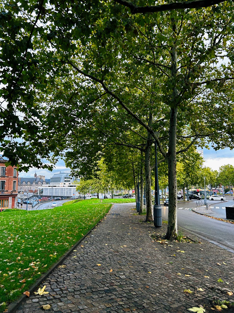beautiful tree lined pathway in liege belgium